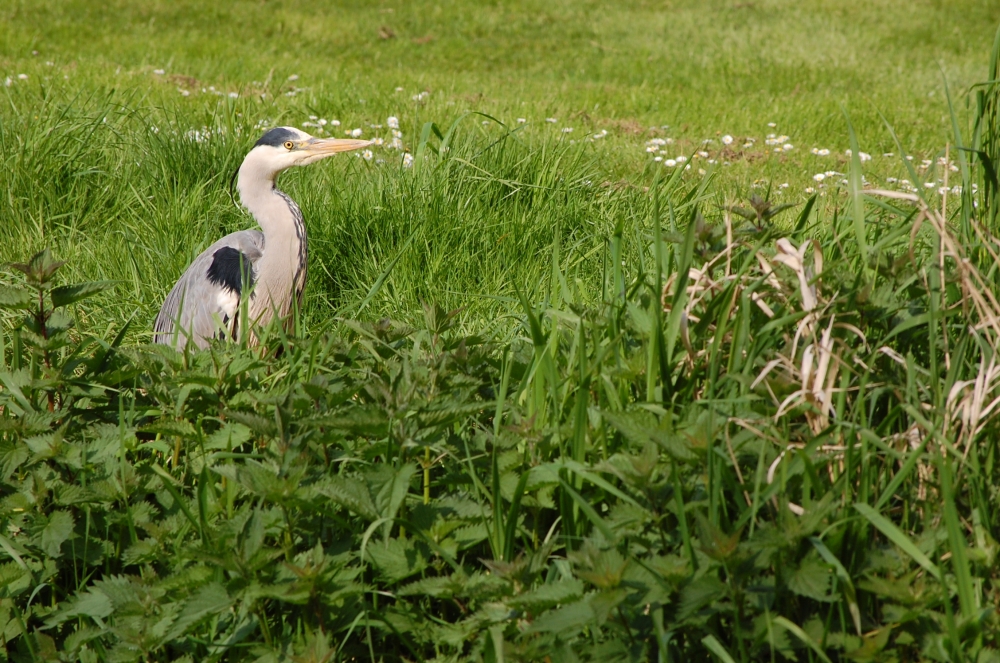 Heron Golf Management Group launched